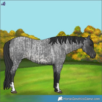 Horse Color:Blue Roan  and Blue Roan 
