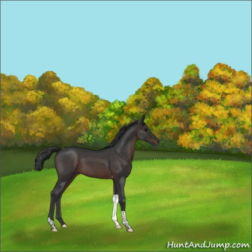 Horse Color:Brown Roan Tobiano 