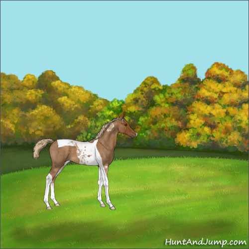 Horse Color:Chocolate Palomino Roan Tobiano 