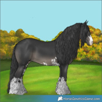 Horse Color:Black and Black