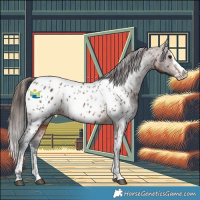 Horse Color:Bay Sabino Splash Appaloosa  and Bay Sabino Splash Appaloosa 