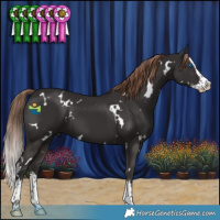 Horse Color:White Spotted Liver Chestnut Splash