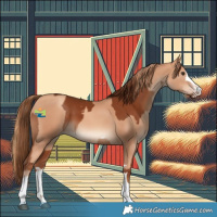Horse Color:Chestnut  and Gold Champagne 