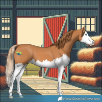 Horse Color:Chestnut Splash 