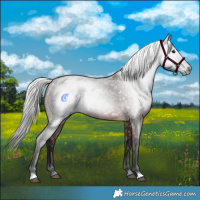 Horse Color:Gray Bay 