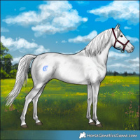 Horse Color:Gray Bay 