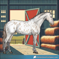 Horse Color:Brown Dun Near Leopard 