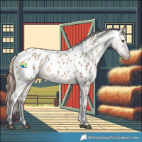 Horse Color:Brown Dun Appaloosa 