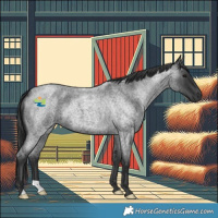 Horse Color:Blue Roan 