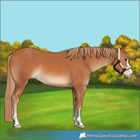 Horse Color:Chestnut and Chestnut