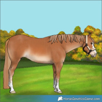 Horse Color:Chestnut  and Chestnut 