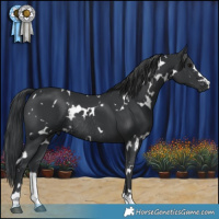 Horse Color:White Spotted Black Rabicano 