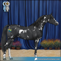 Horse Color:White Spotted Black Rabicano 