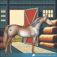 Horse Color:Gray Chestnut 