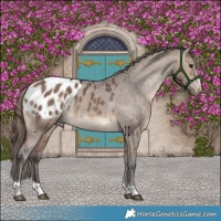 Horse Color:Brown Dun Appaloosa Rabicano Brindle