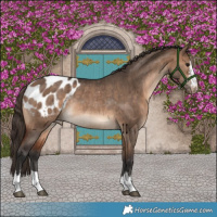 Horse Color:Brown Dun Appaloosa Rabicano Brindle 