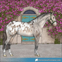 Horse Color:Brown Dun Near Leopard Brindle 