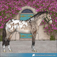 Horse Color:Brown Dun Appaloosa Brindle 