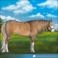 Horse Color:Liver Red Dun Sabino Splash Rabicano Brindle  and Chocolate Palomino Dun Sabino Splash Rabicano Brindle 