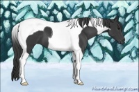 Horse Color:Black Tobiano 