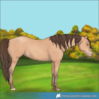 Horse Color:Amber Champagne 