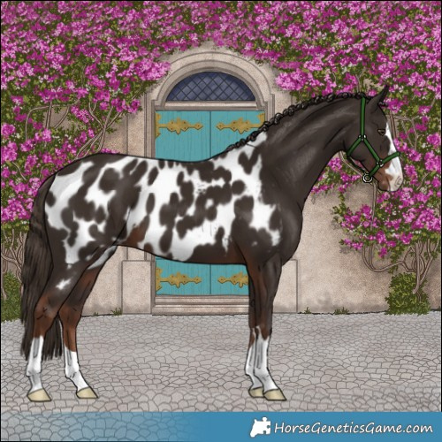 Horse Color:Liver Chestnut Appaloosa 