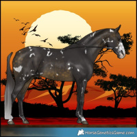 Horse Color:White Spotted Buckskin Sabino 