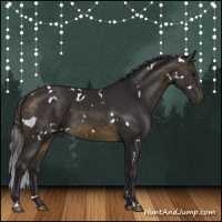 Horse Color:White Spotted Buckskin Sabino 