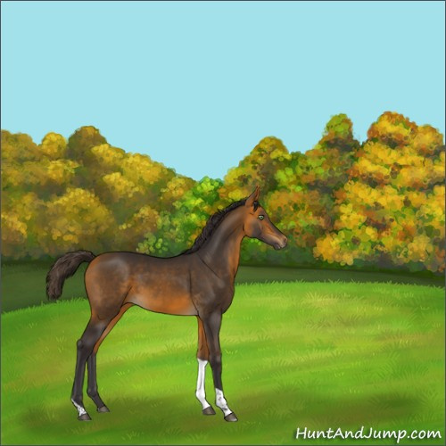 Horse Color:Buckskin Tobiano 