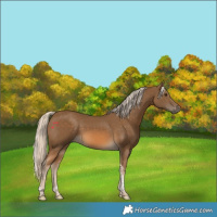 Horse Color:Chocolate Palomino Tobiano 