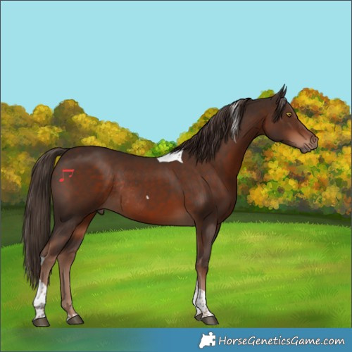Horse Color:Liver Chestnut Tobiano Rabicano 