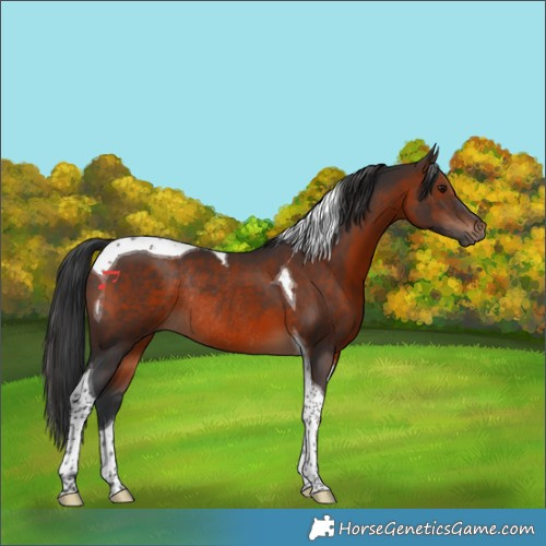 Horse Color:Brown Tobiano Rabicano 