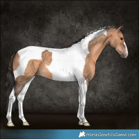 Horse Color:Bay Dun Tobiano 