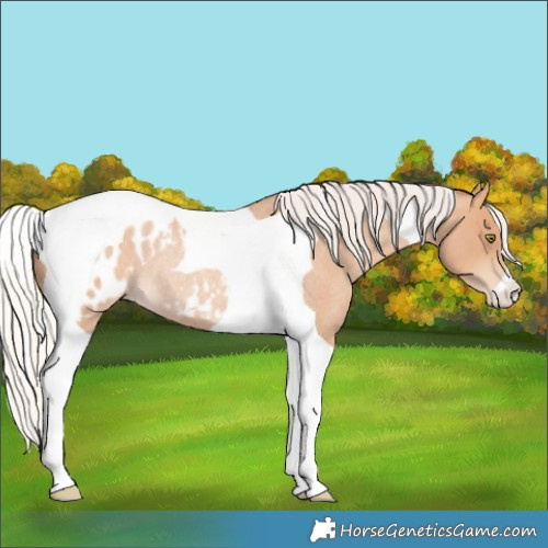 Horse Color:Silver Amber Champagne Roan Tobiano Appaloosa Rabicano 