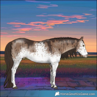 Horse Color:White Spotted Liver Red Dun Tobiano Rabicano Brindle