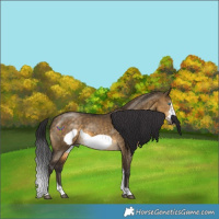 Horse Color:Buckskin Dun Sabino Frame 