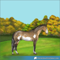 Horse Color:Buckskin Dun Sabino Frame