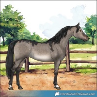 Horse Color:Brown Dun Mushroom 