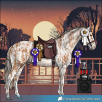Horse Color:Chestnut and White Spotted Bay