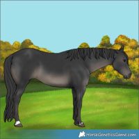 Horse Color:Black and Black