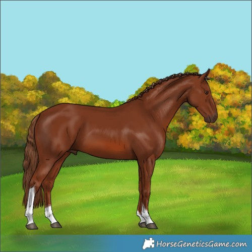 Horse Color:Chestnut Tobiano 