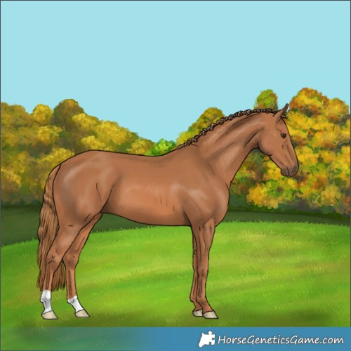 Horse Color:Chestnut 