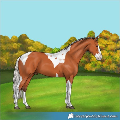 Horse Color:Silver Bay Splash Tobiano 