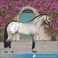 Horse Color:Brown Roan Dun Appaloosa