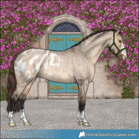Horse Color:Brown Roan Dun Appaloosa Rabicano Brindle 