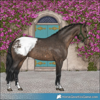 Horse Color:Brown Dun Appaloosa Brindle 