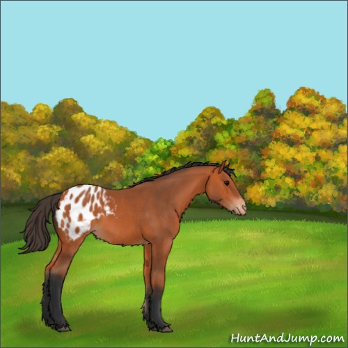 Horse Color:Bay Appaloosa 