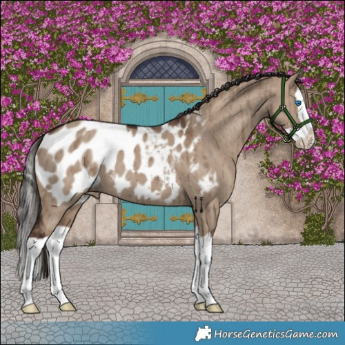 Horse Color:Liver Red Dun Splash Appaloosa Brindle 