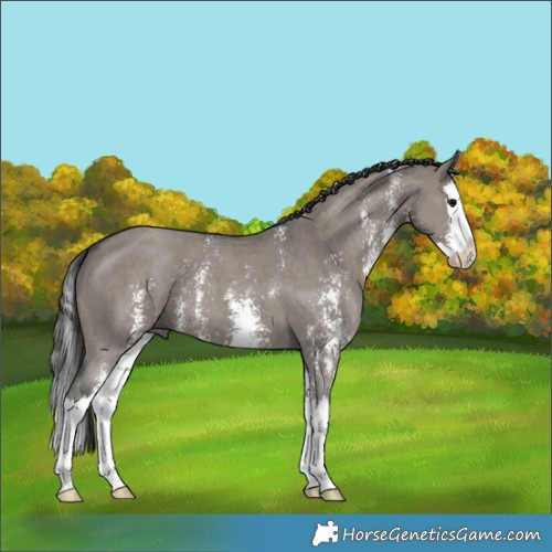 Horse Color:Grullo Sabino Splash 