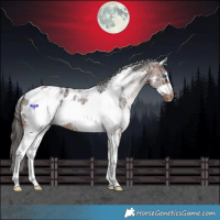 Horse Color:White Spotted Brown Tobiano Frame Appaloosa Rabicano 